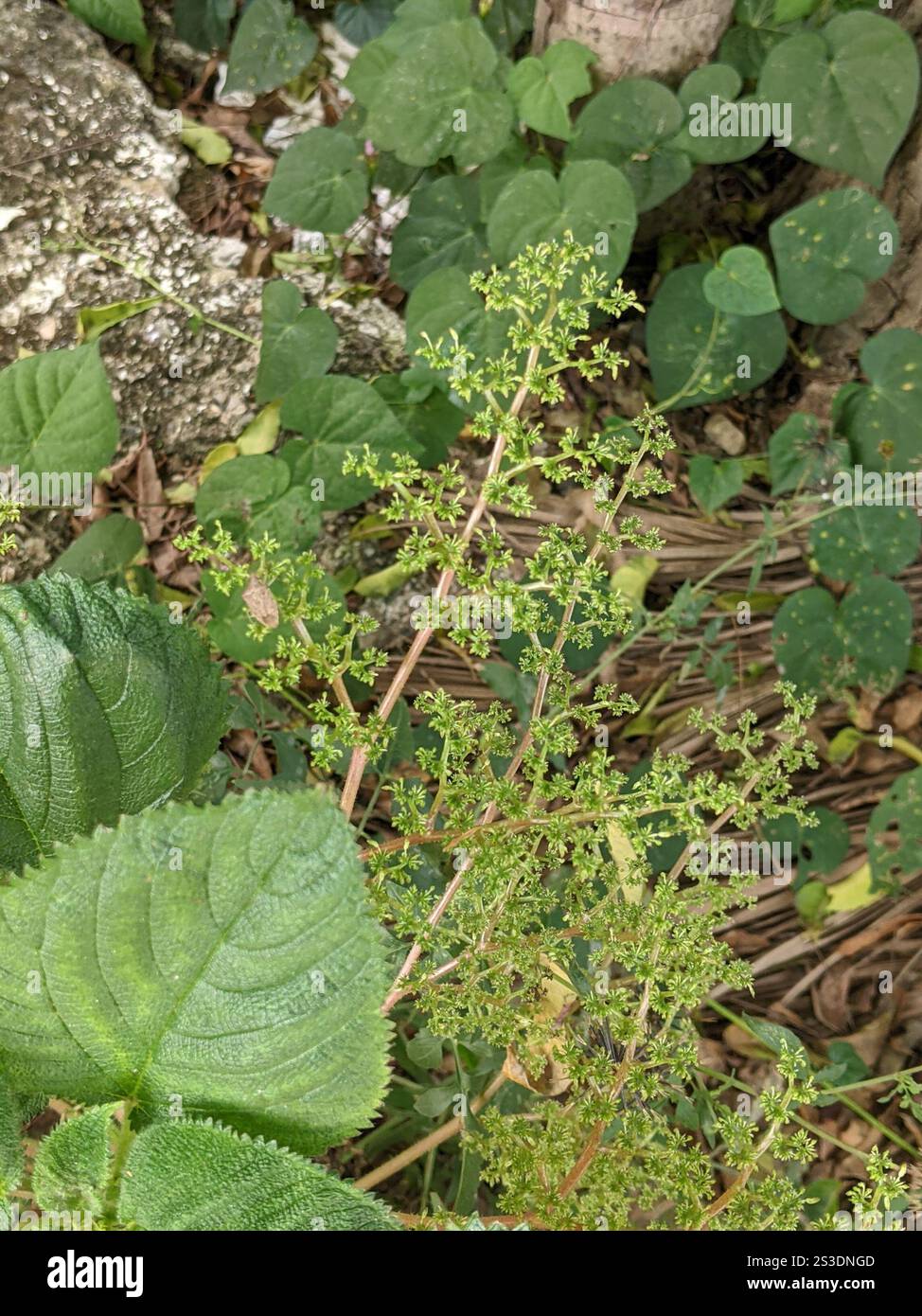 Westindische Holznessel (Laportea aestuans) Stockfoto