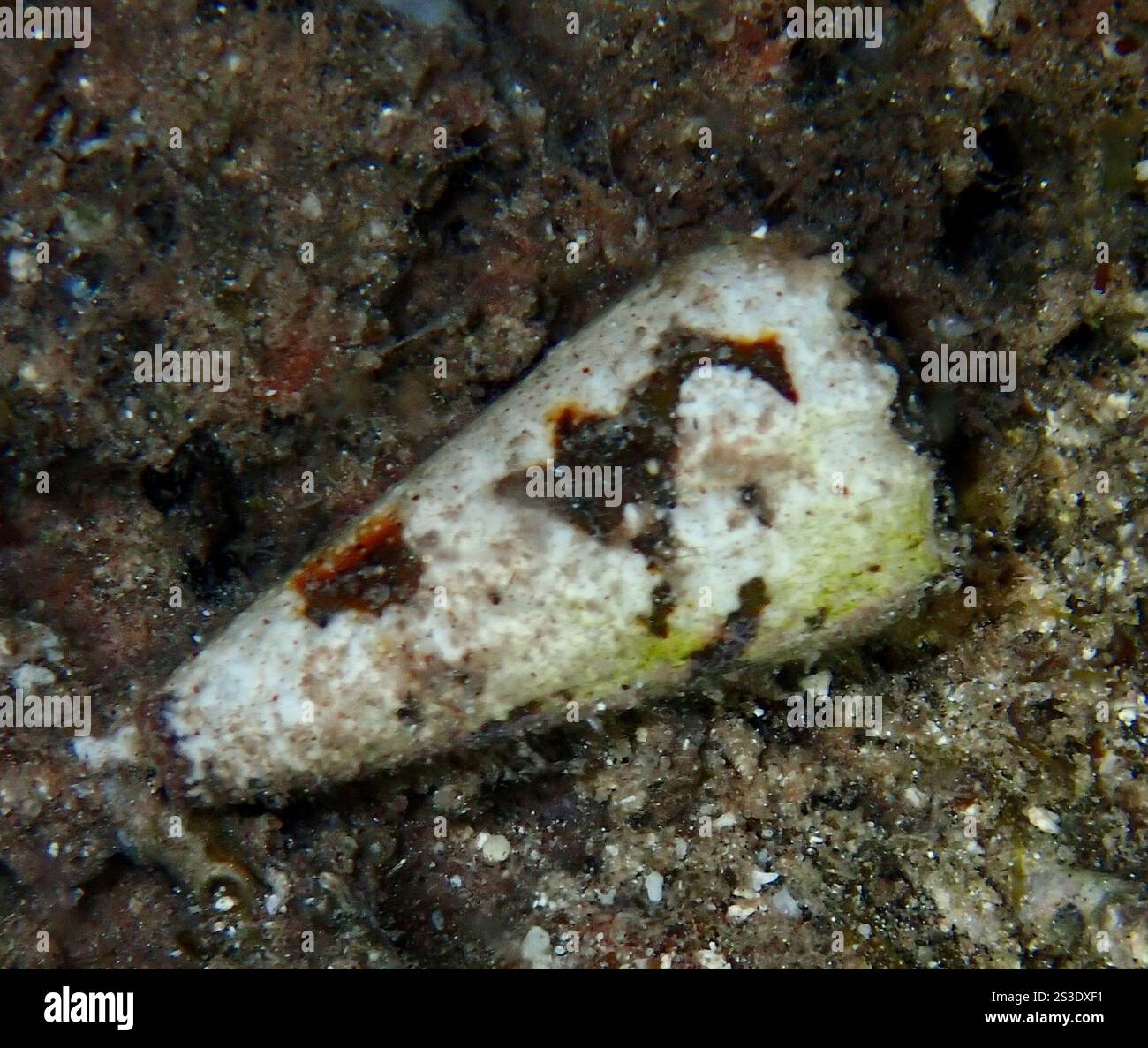 Der dunkle Kegel (Conus imperialis) Stockfoto
