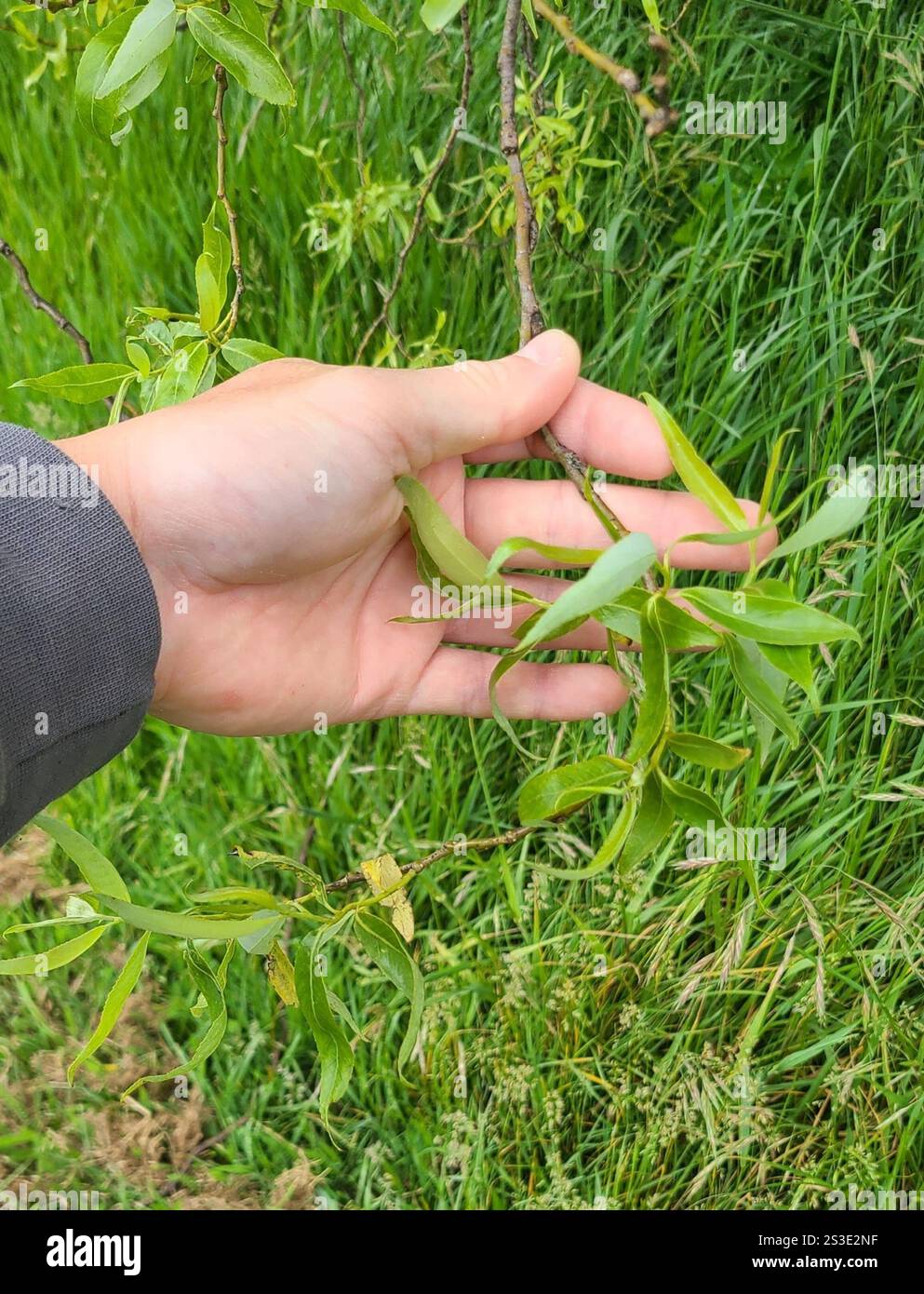 Lockige Weide (Salix babylonica tortuosa) Stockfoto