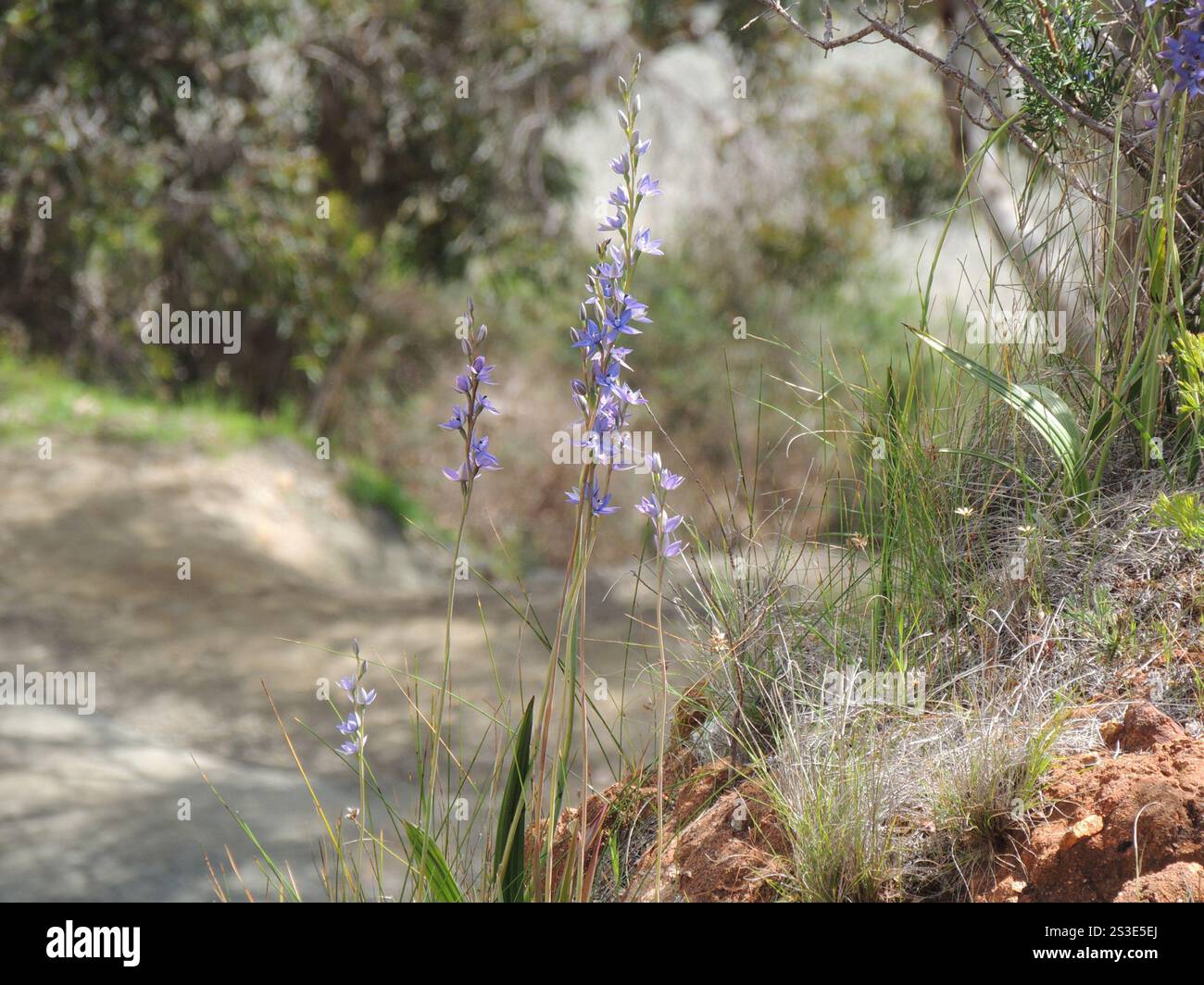 Duftende Sonne Orchidee (Thelymitra Macrophylla) Stockfoto