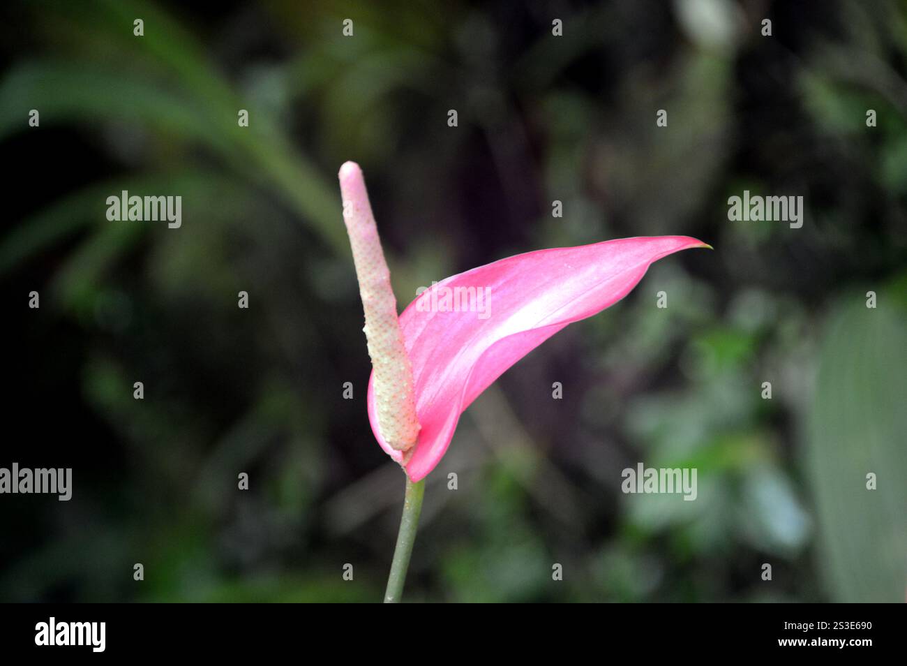 Einzelne rosafarbene Anthurium Scherzerianum (Flamingoblume), angebaut im Jardin de Balata Garden, Fort-de-France, Martinique, Westindien, Karibik. Stockfoto