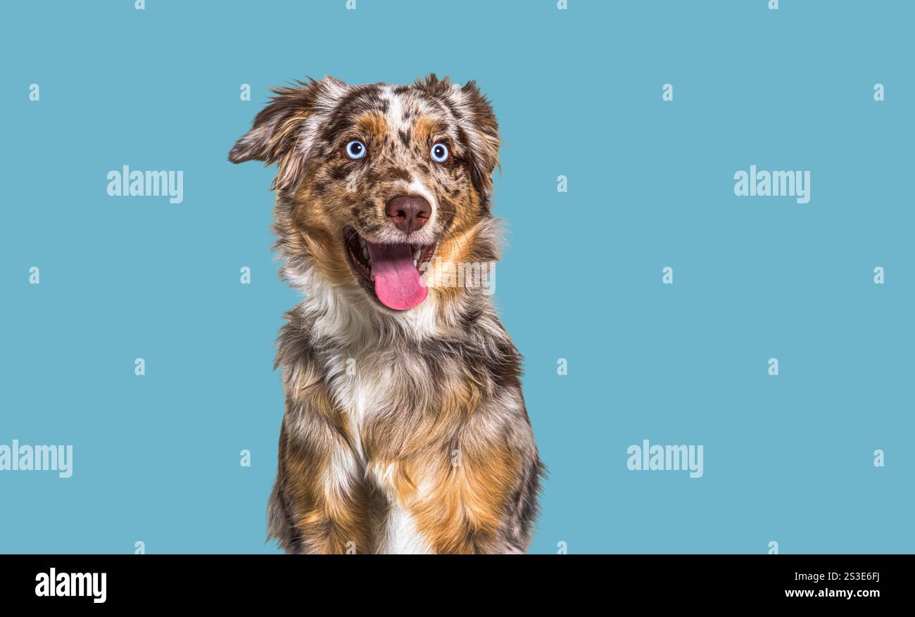 Roter merle Happy Dog, blauäugig, hechelnd vor blauem Hintergrund Stockfoto
