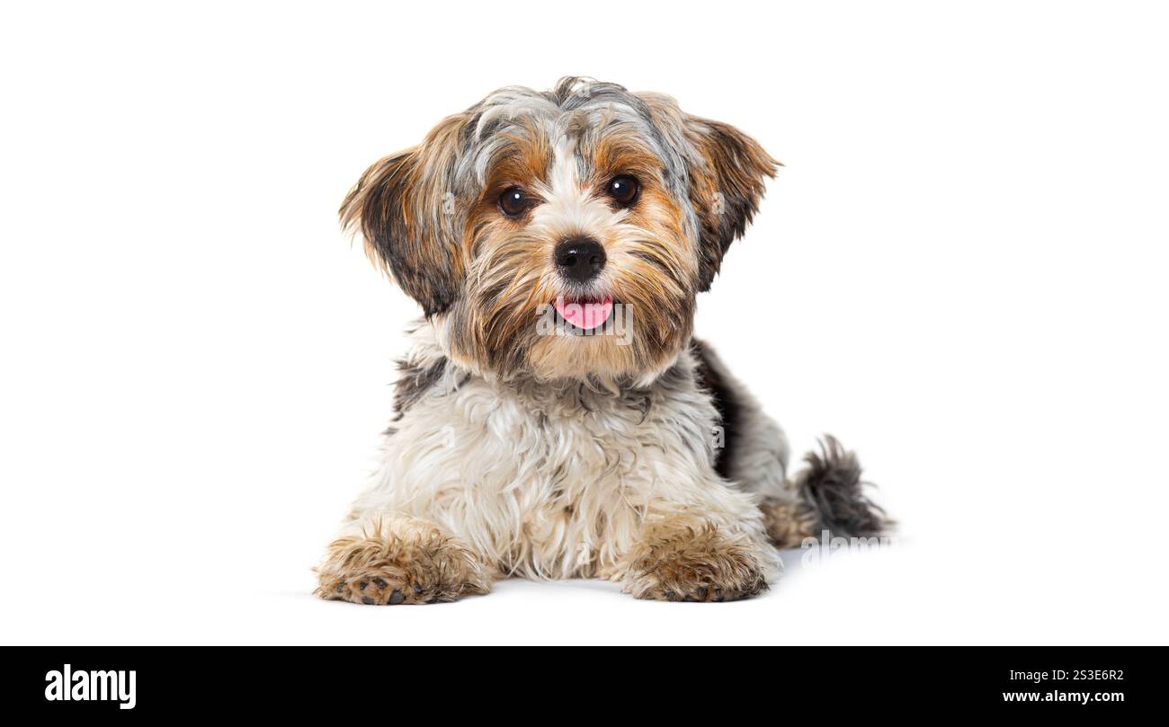 Glücklicher Biewer Yorkshire Terrier, der den Mund aufhobelt und isoliert auf weiß liegend liegt Stockfoto