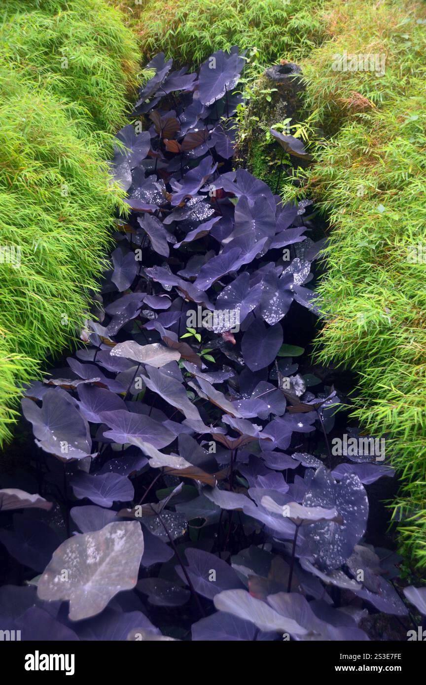 Colocasia Black Magic, Schwarze Elefantenohren, stipa, Terrakotta-Topf,  Behlter, tropische Pflanzung, dunkle Bltter, dunkles Laub, Tpfe,  Colocasia im Topf, Container Ga Stockfotografie - Alamy