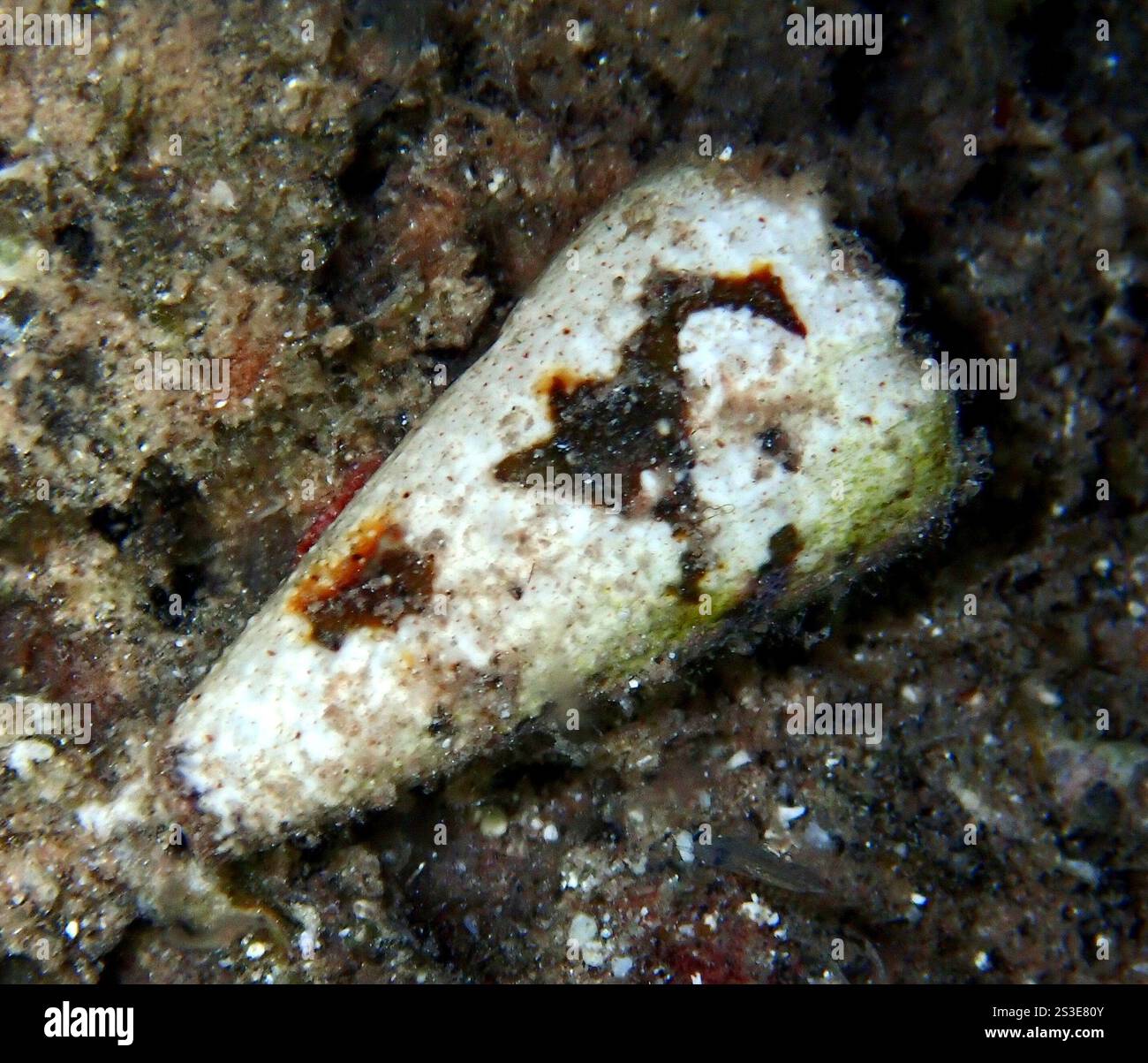 Der dunkle Kegel (Conus imperialis) Stockfoto