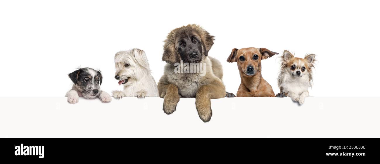 Gruppen von verschiedenen Hunden, die sich auf ein leeres Webbanner stützen, um Text zu platzieren. Leerraum für Text, isoliert auf weiß Stockfoto