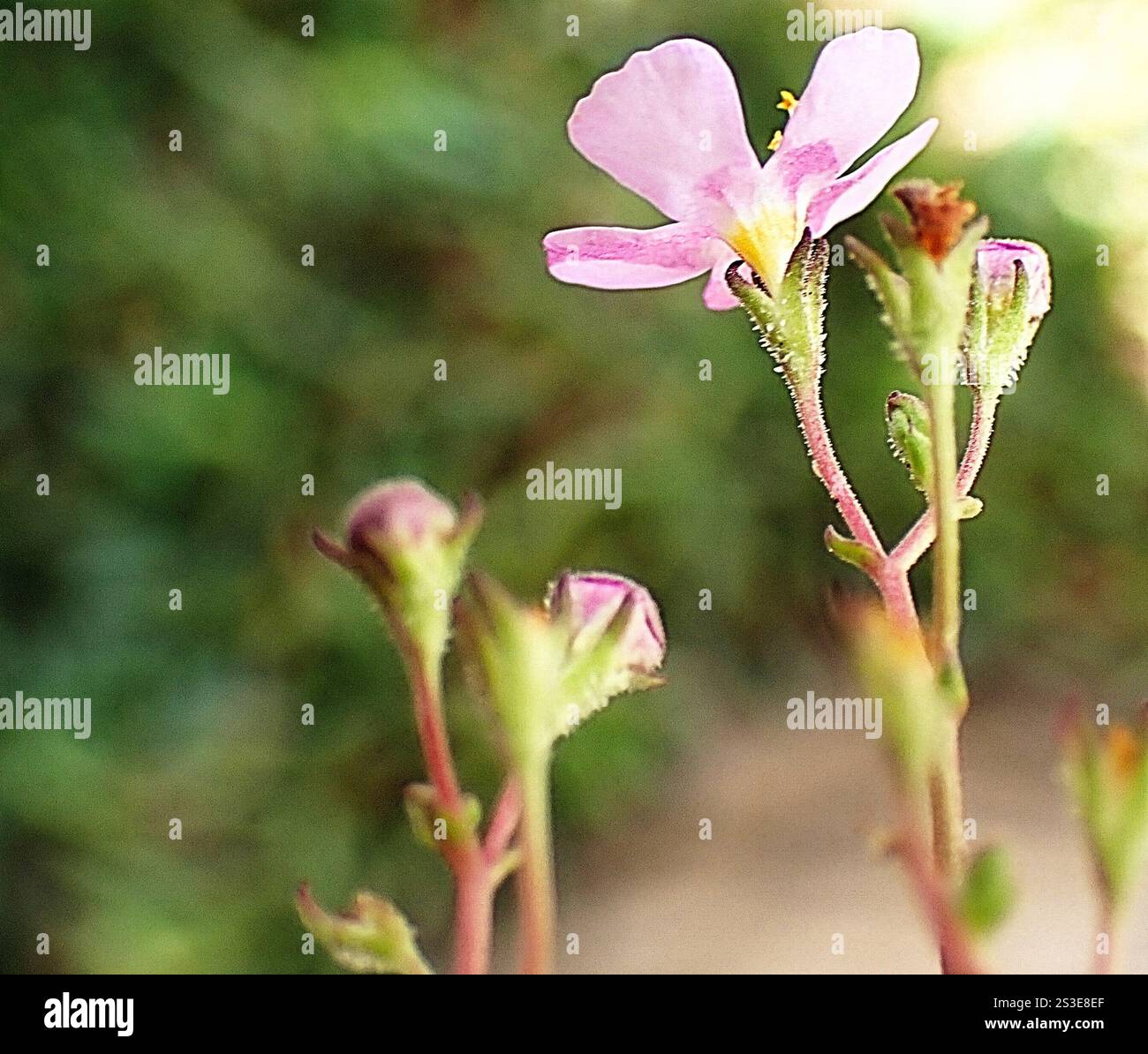 Blauer Skunkbush (Chaenostoma caeruleum) Stockfoto