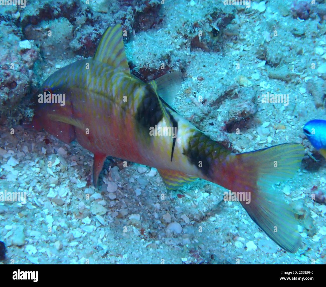 Manybar-Ziegenfisch (Parupeneus multifasciatus) Stockfoto