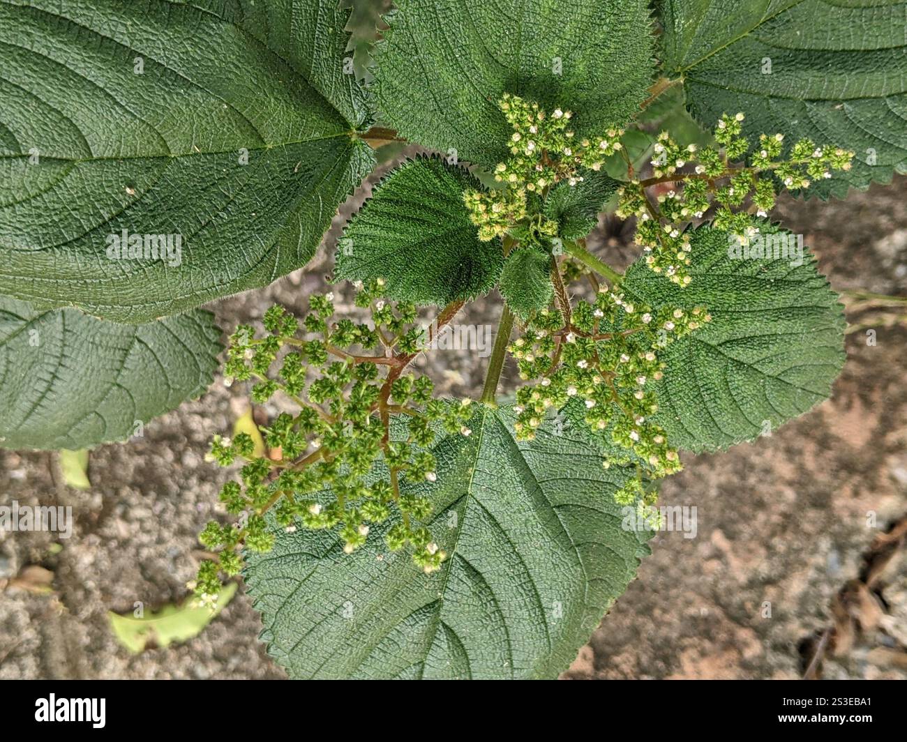 Westindische Holznessel (Laportea aestuans) Stockfoto