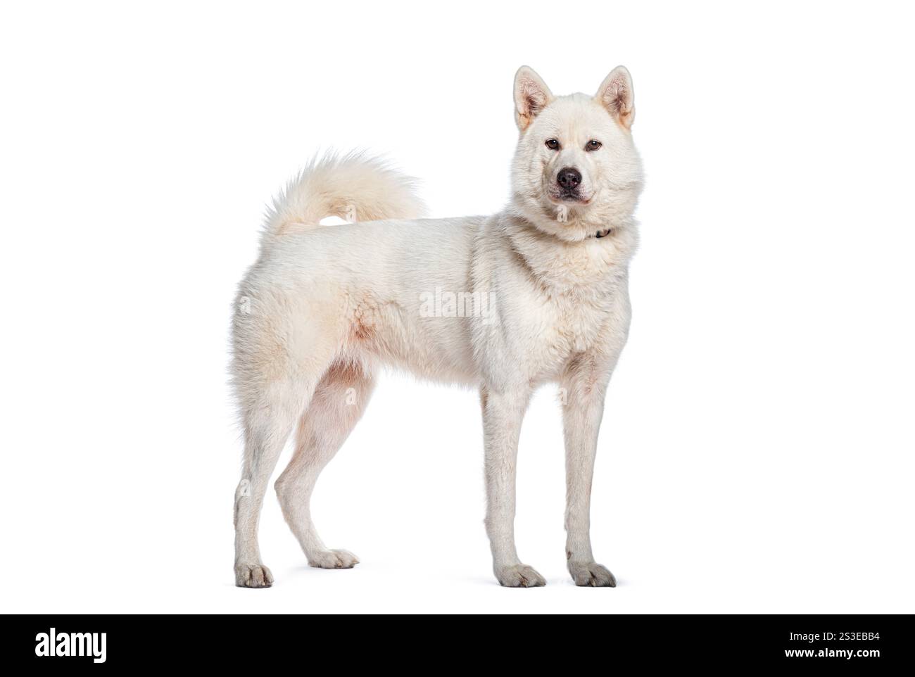 Kishu Ken Hund steht und blickt nach vorne auf einem weißen Hintergrund Stockfoto