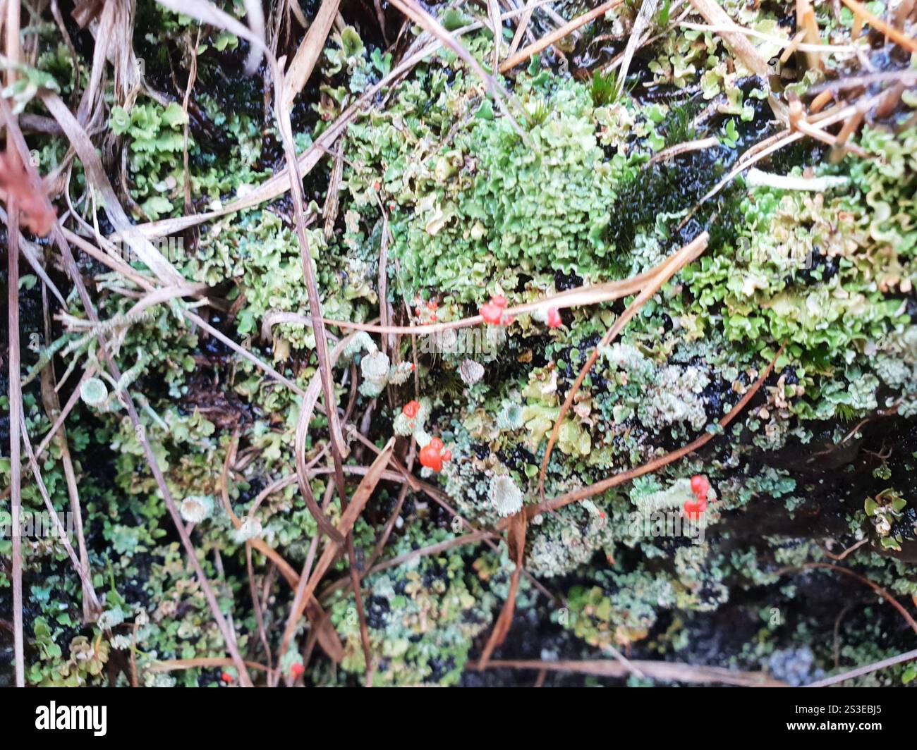 Britische Soldaten Flechten (Cladonia floerkeana) Stockfoto