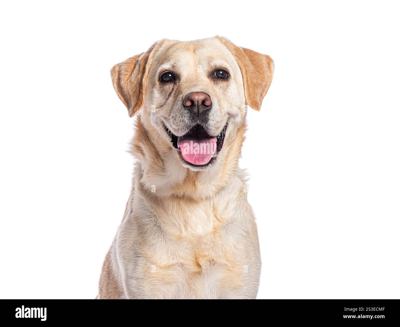 Glücklicher labrador-Retriever, der auf weißem Hintergrund keucht und lächelt Stockfoto