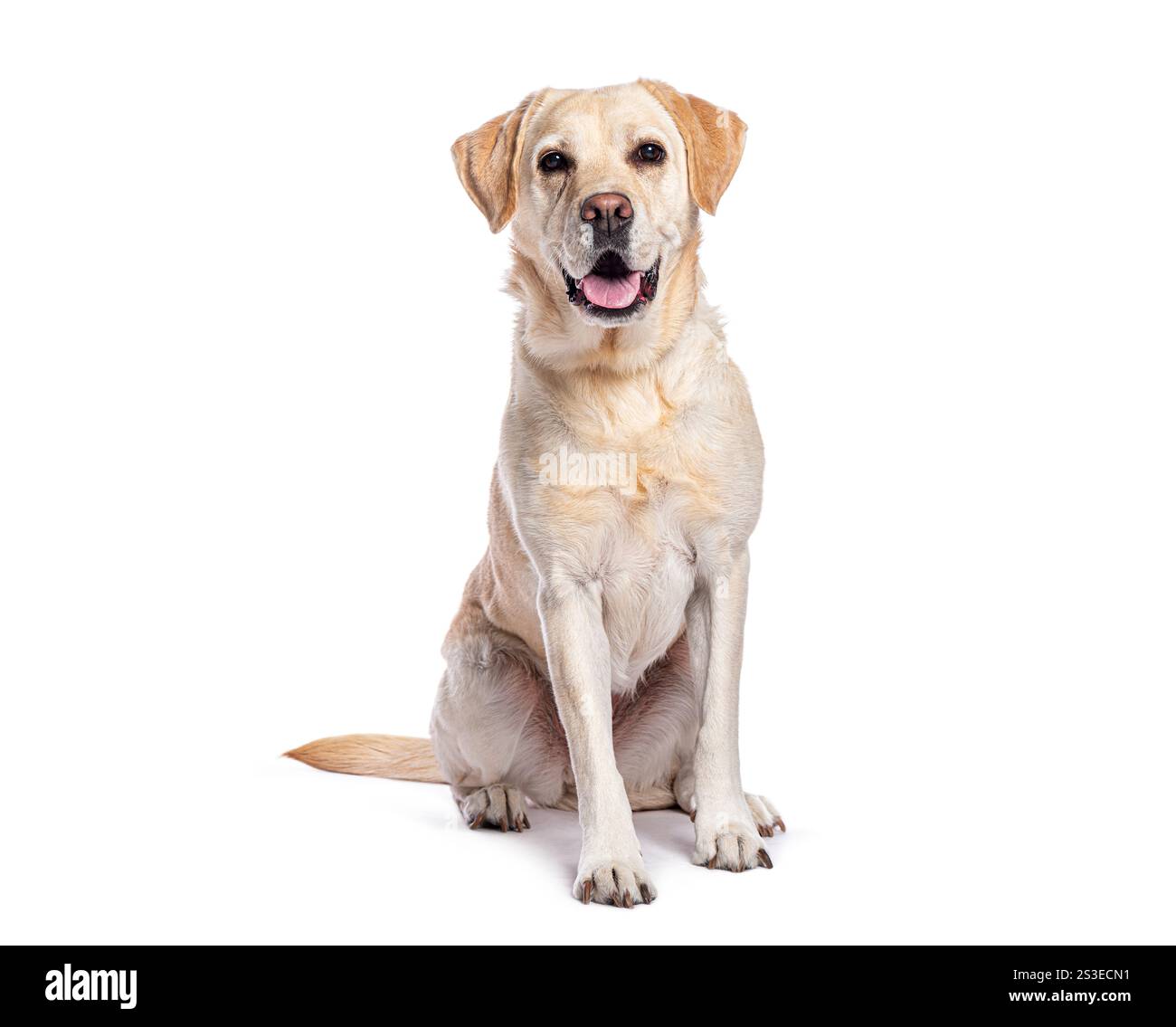 Glücklicher erwachsener labrador Retriever, der auf weißem Hintergrund sitzt und hecht Stockfoto