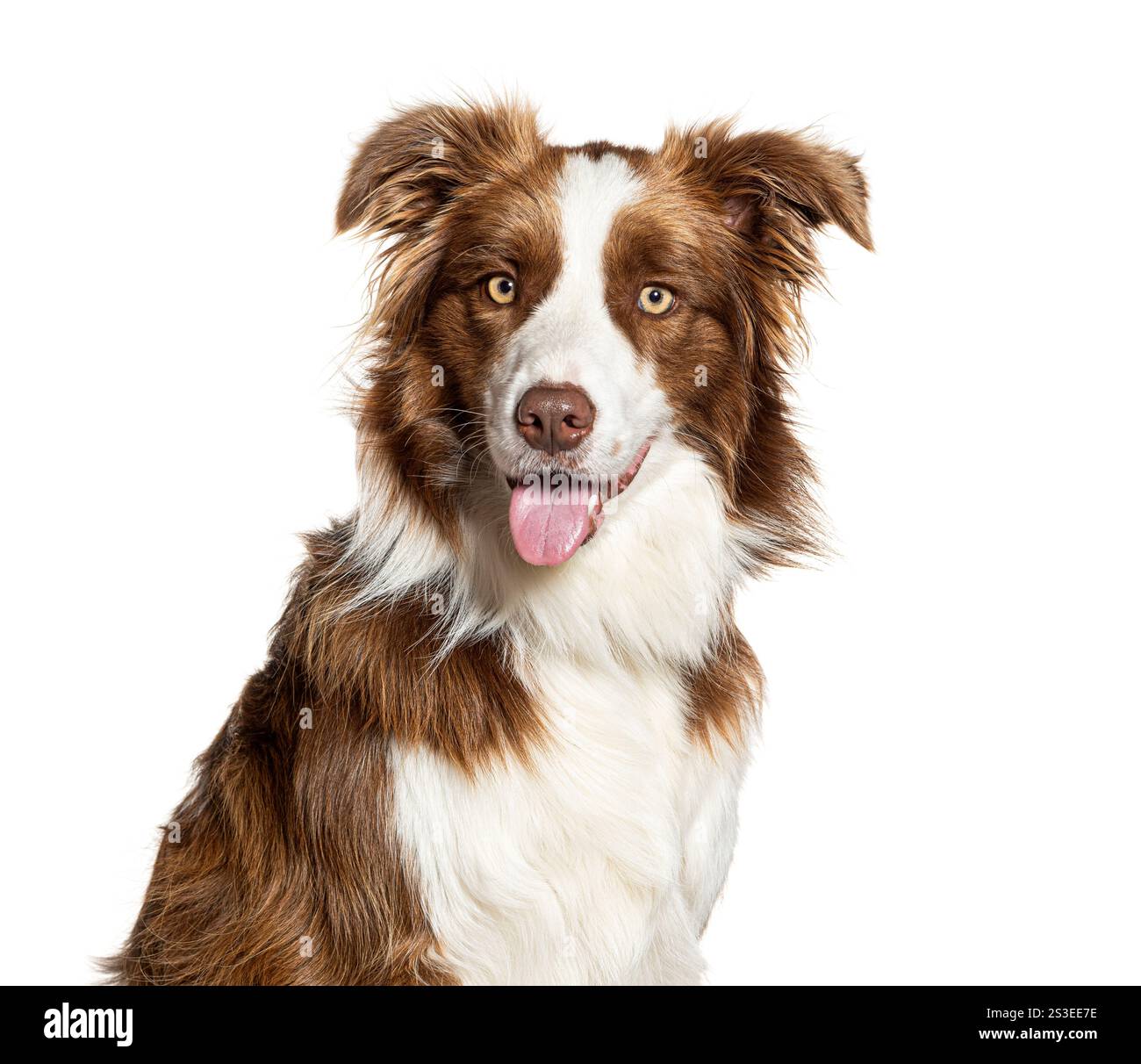 Glücklicher Border Collie Hund, der auf weißem Hintergrund keucht und sitzt Stockfoto