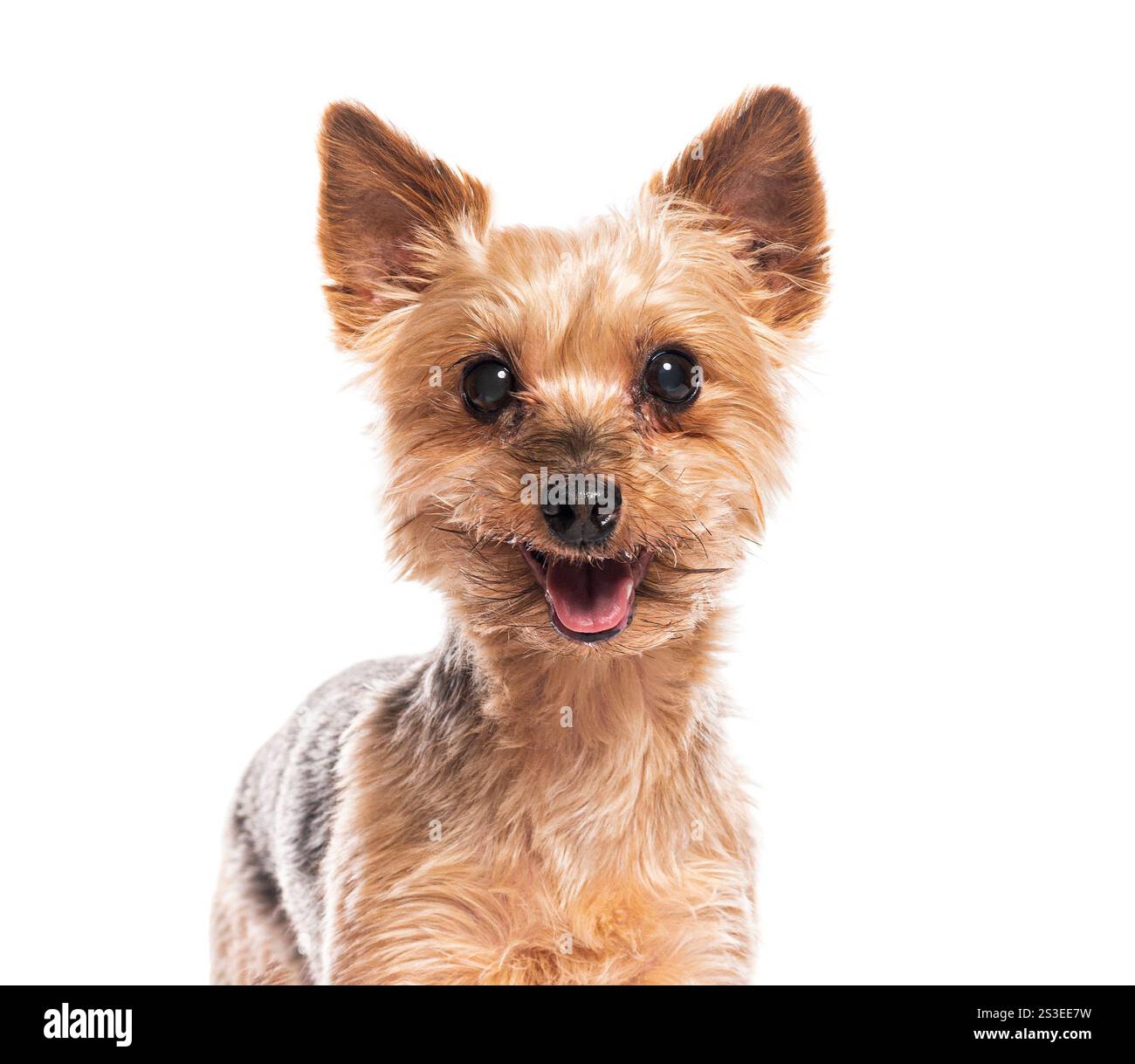 Glücklicher yorkshire Terrier, der auf weißem Hintergrund keucht und lächelt Stockfoto