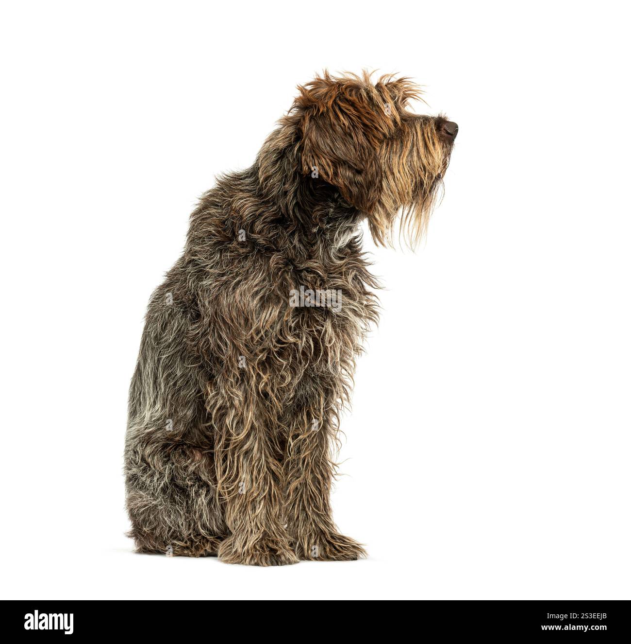 Seitenansicht eines sitzenden Korthals-Greifs, der wegschaut, isoliert auf weiß Stockfoto