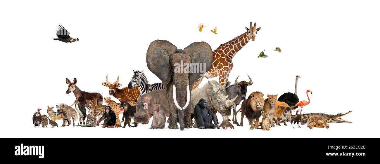 Große Gruppe afrikanischer Safari-Tiere, die zusammen auf einem weißen Hintergrund stehen und die Vielfalt der Tierwelt auf diesem Kontinent repräsentieren Stockfoto