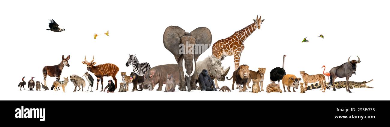 Große Gruppe afrikanischer Safari-Tiere, die zusammen auf einem weißen Hintergrund stehen und die Vielfalt der Tierwelt auf diesem Kontinent repräsentieren Stockfoto