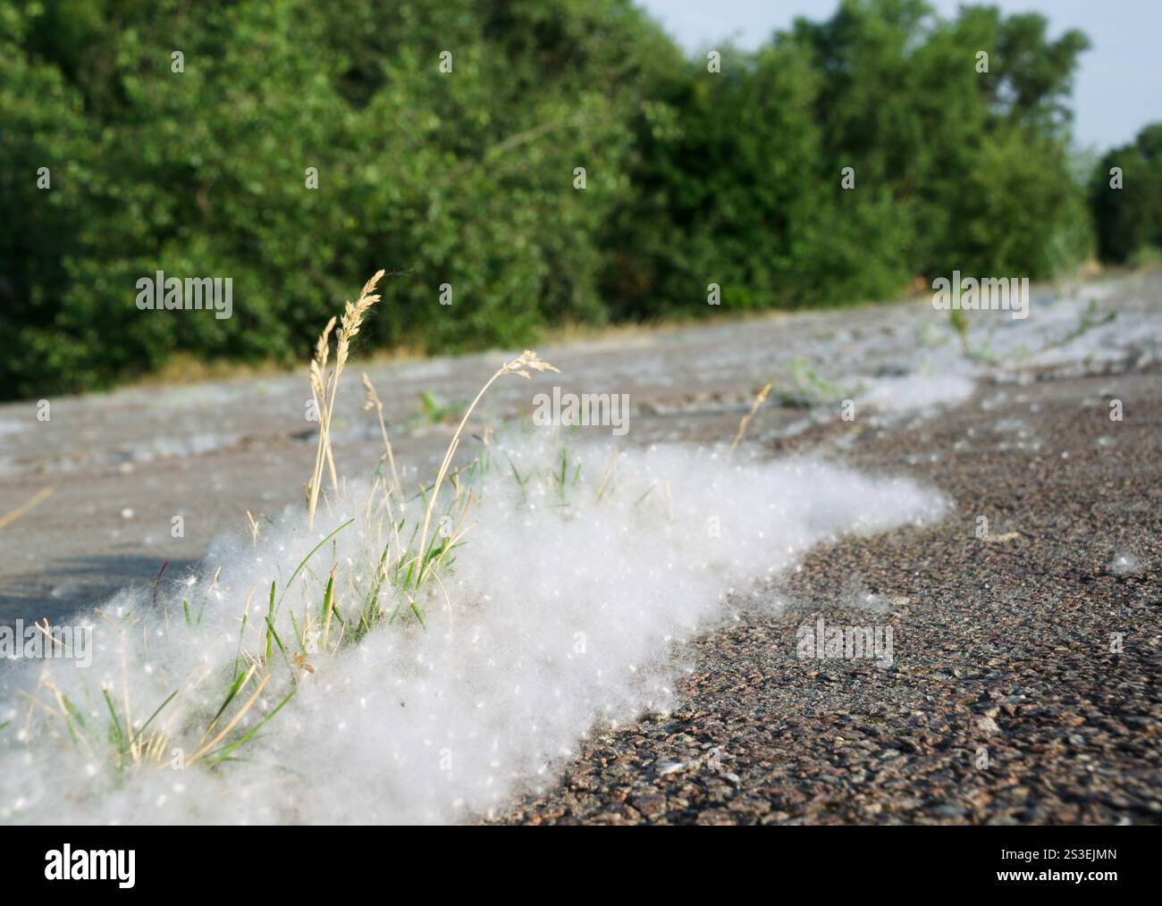 Pappelflaume auf dem Asphalt vor dem Hintergrund von Bäumen. Pappelblüten-Saison. Allergiesaison. Stockfoto