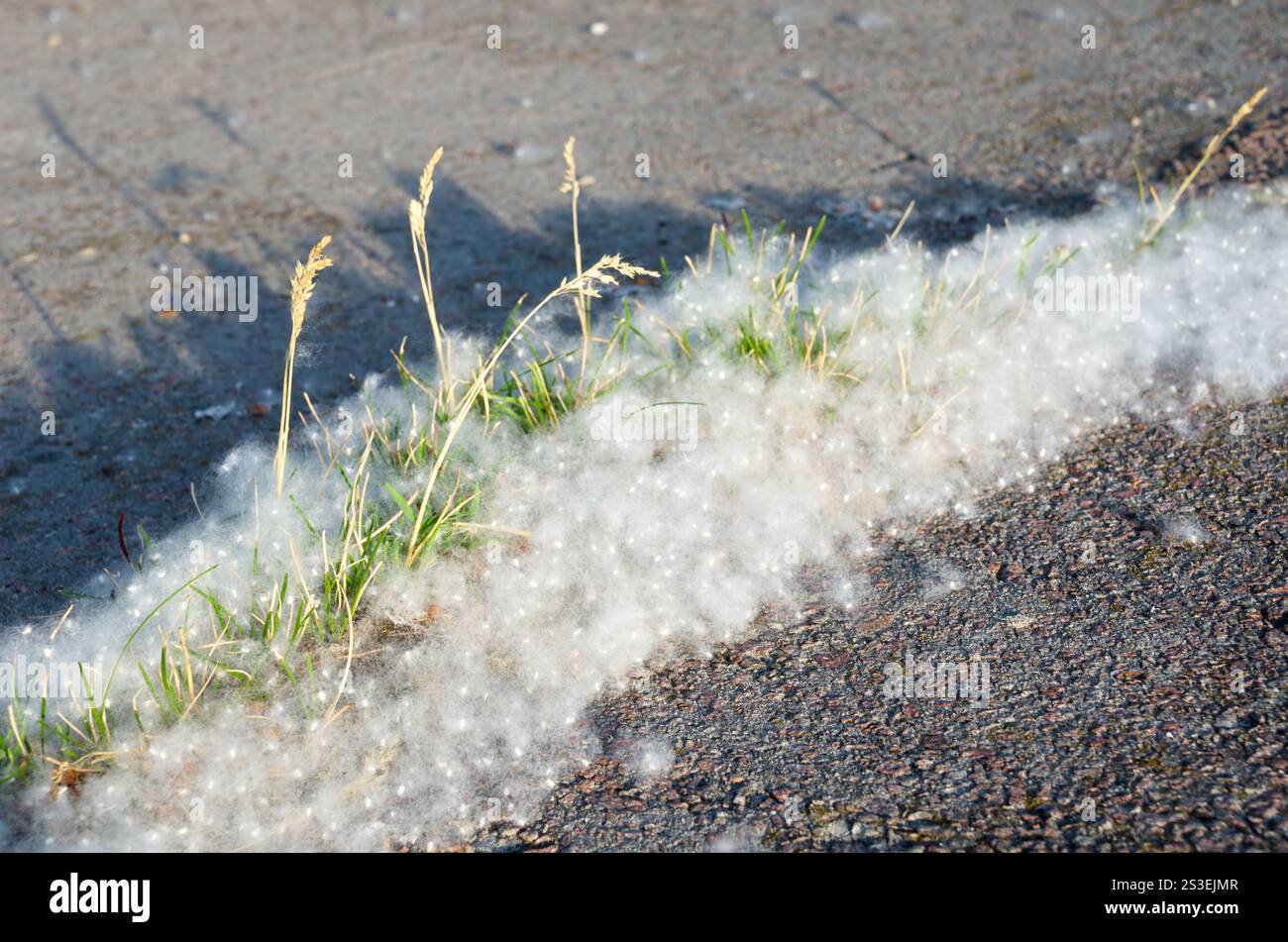 Pappelflaume auf dem Asphalt vor dem Hintergrund von Bäumen. Pappelblüten-Saison. Allergiesaison. Stockfoto
