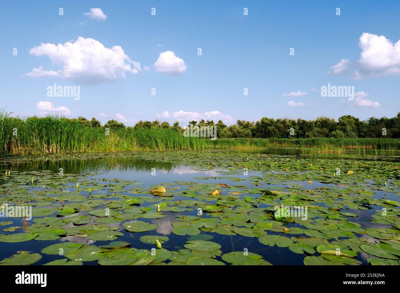 Das Dorf Krynki vor dem Krieg. Wunderschöne Landschaft am Fluss Konka in der Region Cherson. Stockfoto