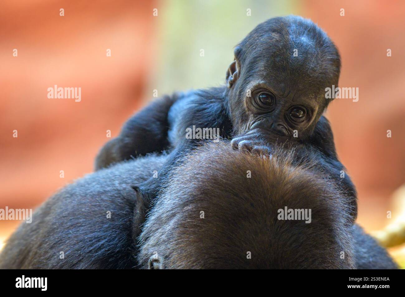 Westlicher Tiefland-Gorilla, der auf dem Rücken seiner Mutter reitet Stockfoto