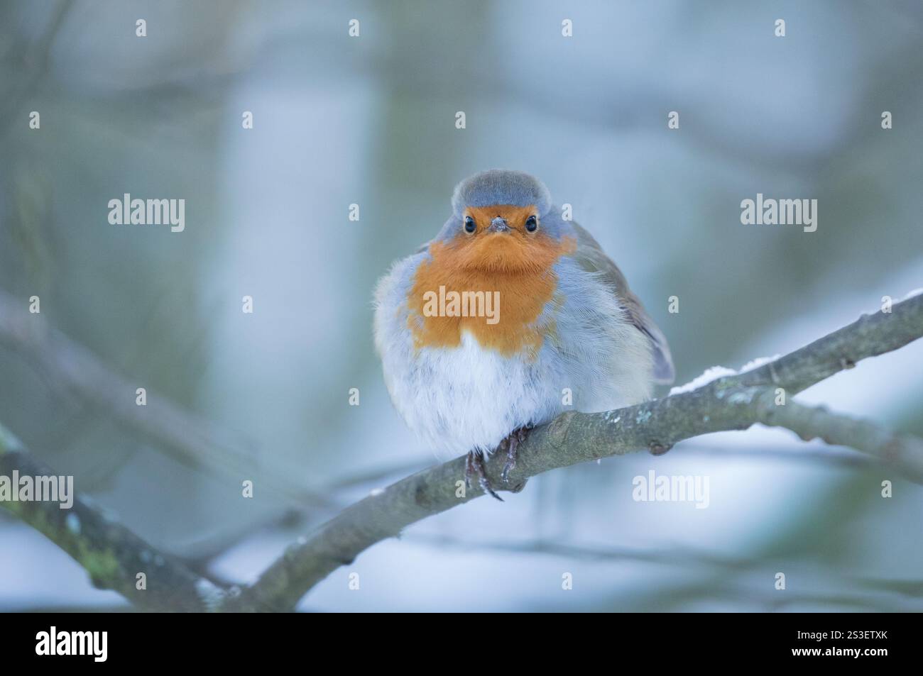 Robin im Winter in den Yorkshire Dales Stockfoto