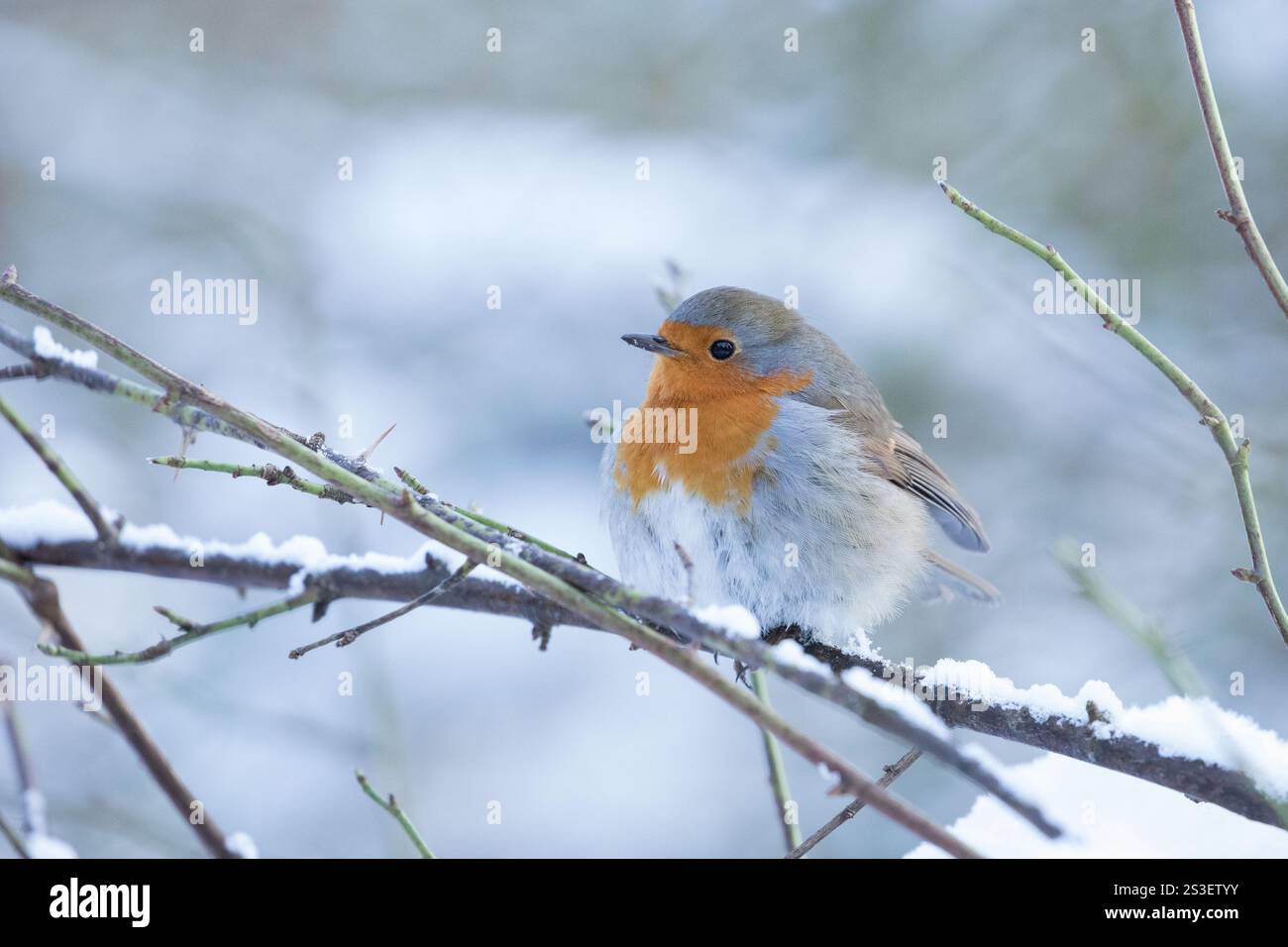 Robin im Winter in den Yorkshire Dales Stockfoto