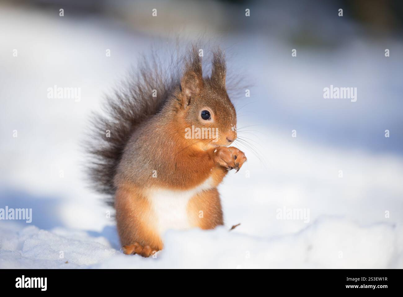Rotes Eichhörnchen im Schnee in den Yorkshire Dales Stockfoto
