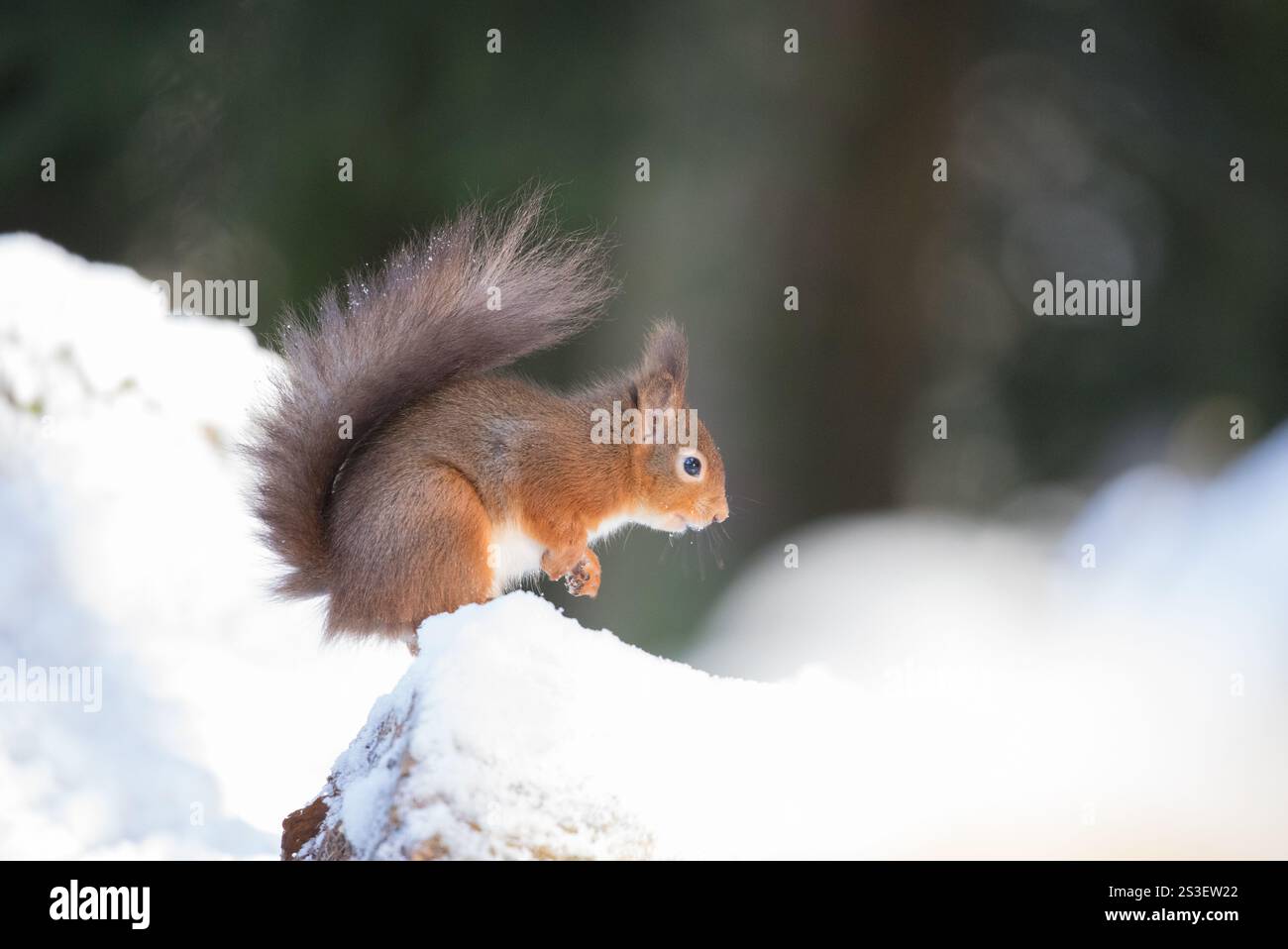 Rotes Eichhörnchen im Schnee in den Yorkshire Dales Stockfoto