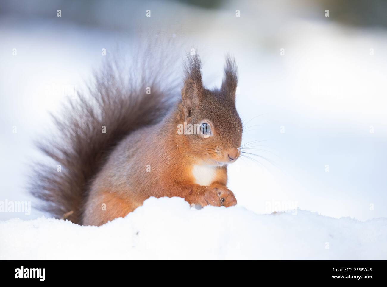 Rotes Eichhörnchen im Schnee in den Yorkshire Dales Stockfoto