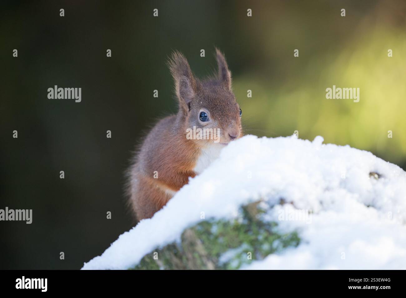 Rotes Eichhörnchen im Schnee in den Yorkshire Dales Stockfoto