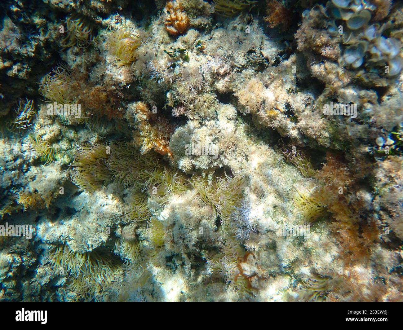 Unterwasserblick auf Felsen, die von der Meeresanemone „Mediterranean Snakelocks Anemone“ (Anemonia sulcata) bewachsen sind, Sant Andrea, Italien Stockfoto