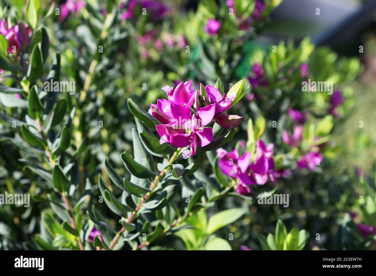 Myrtenblatt-Milchkraut (Polygala myrtifolia) ein immergrüner südafrikanischer Sträucher, der in Nordamerika und Australien naturalisiert ist (Teneriffa, Spanien) Stockfoto