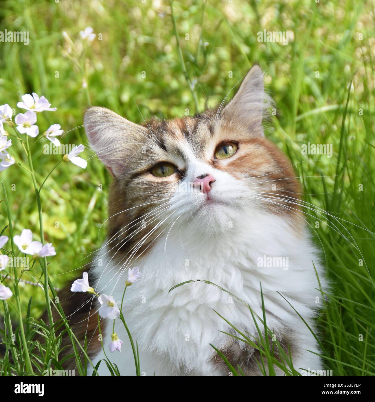 Nahaufnahme des trikolorischen sibirischen Langhaar-Katzengesichts draußen im Feld Stockfoto