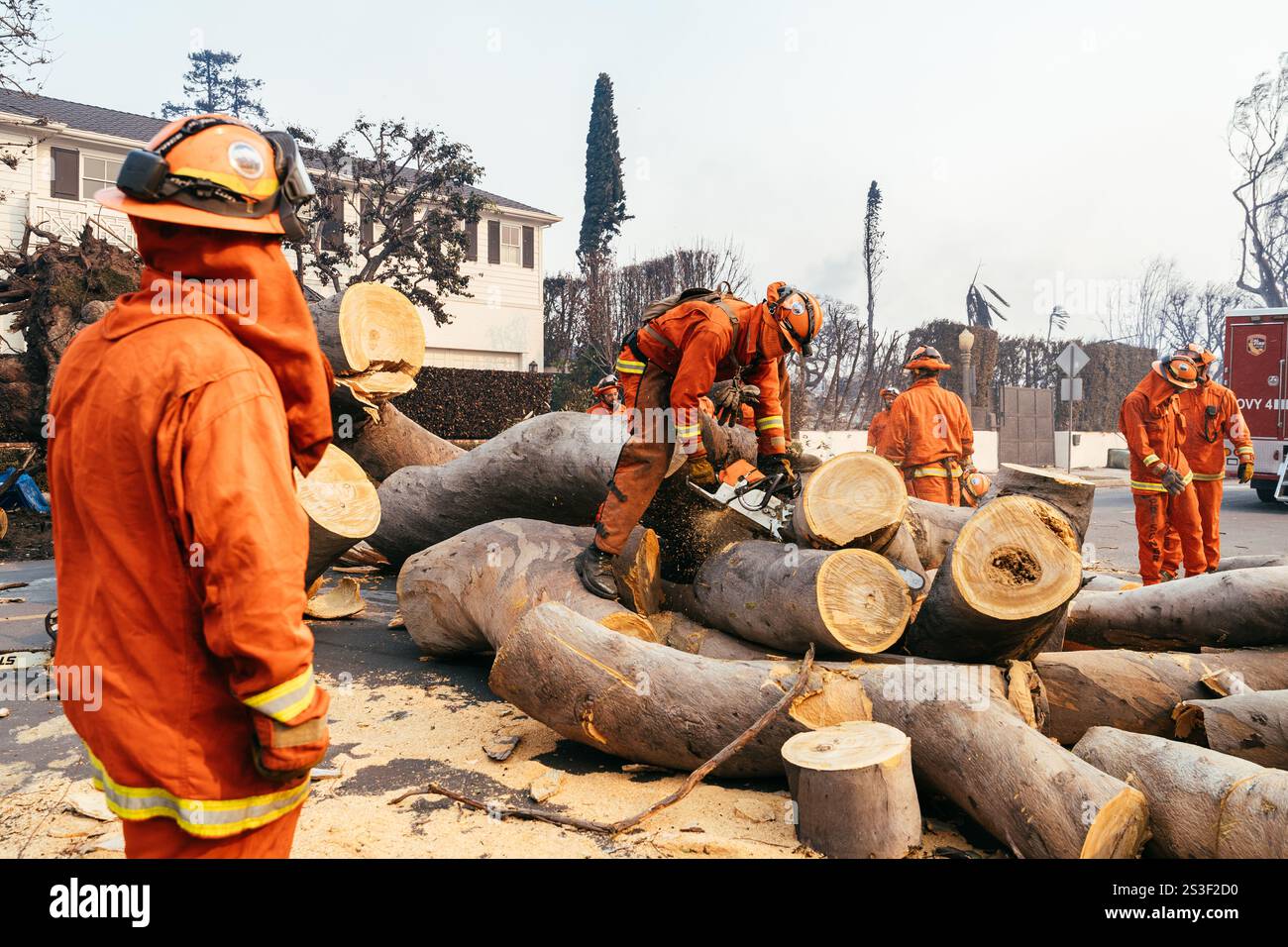 Häftlinge aus der Justizbehörde von Owens Valley entfernen einen umgefallenen Baum in den Pacific Palisades. Palisades, Kalifornien, 8. Januar 2025 (Kit Karzen) Credit: Kit Karzen/Alamy Live News Stockfoto