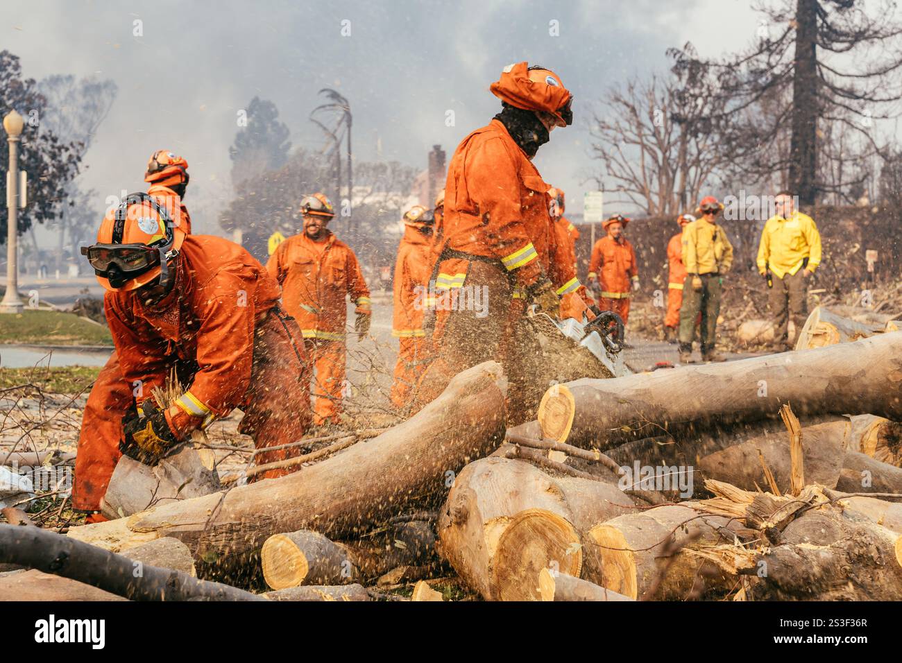 Häftlinge aus der Justizbehörde von Owens Valley entfernen einen umgefallenen Baum in den Pacific Palisades. Palisades, Kalifornien, 8. Januar 2025 (Kit Karzen) Credit: Kit Karzen/Alamy Live News Stockfoto