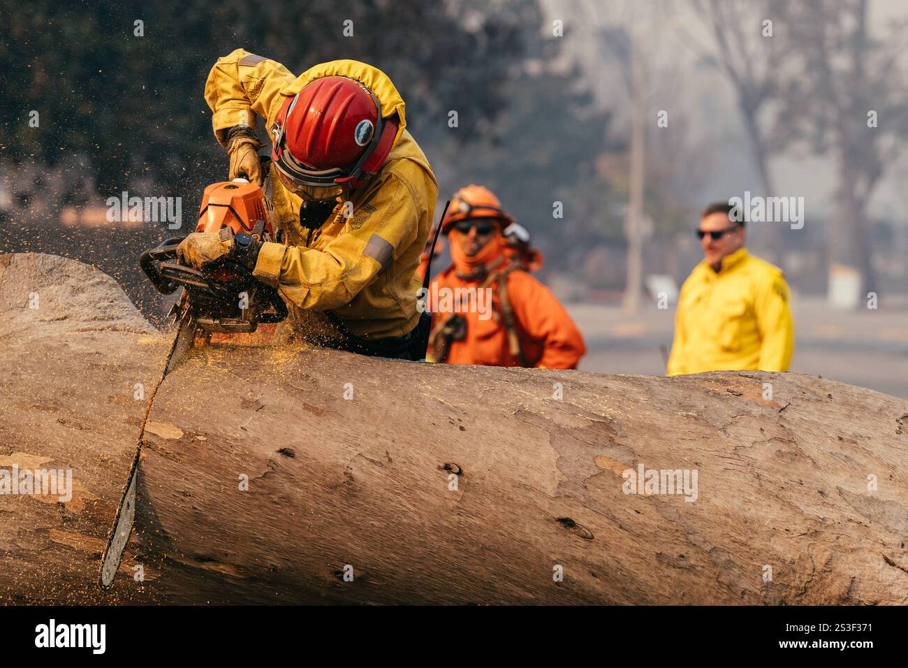 Häftlinge aus der Justizbehörde von Owens Valley entfernen einen umgefallenen Baum in den Pacific Palisades. Palisades, Kalifornien, 8. Januar 2025 (Kit Karzen) Credit: Kit Karzen/Alamy Live News Stockfoto