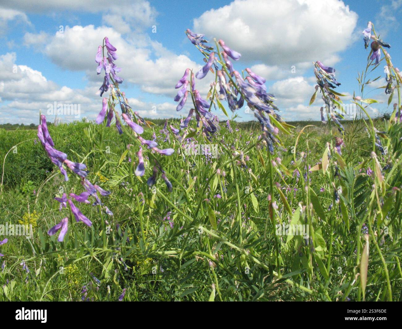 Feinblättrige Vetch (Vicia tenuifolia) Stockfoto