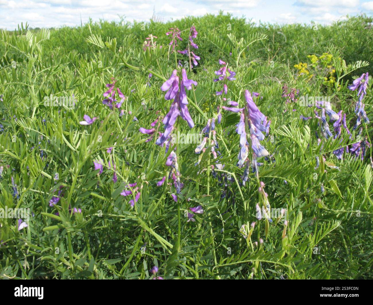 Feinblättrige Vetch (Vicia tenuifolia) Stockfoto