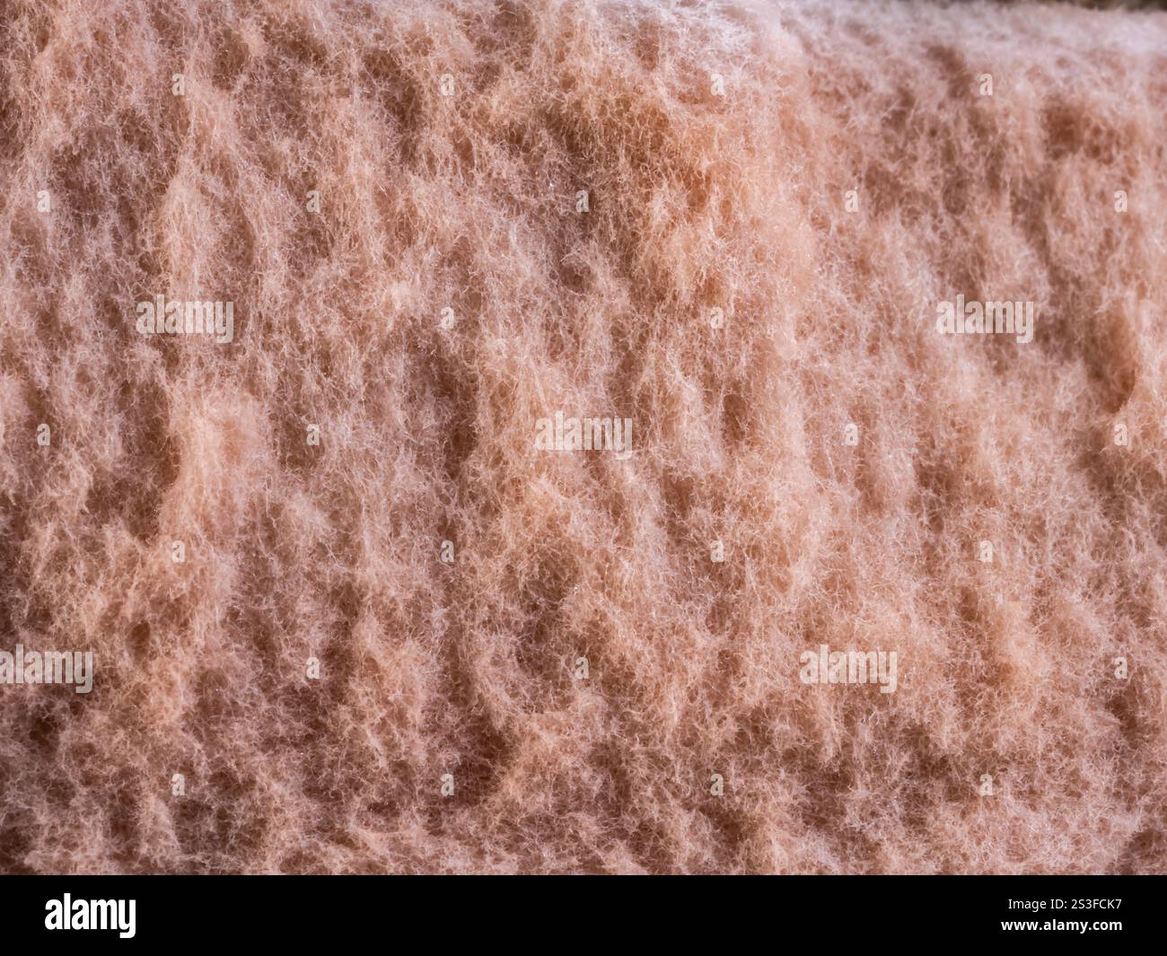 Kappe mit Pilzstruktur, Schwammoberfläche. Extreme klose Up. Stockfoto