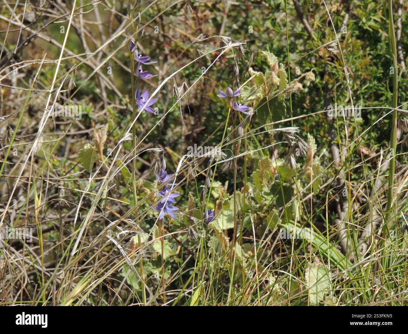 Duftende Sonne Orchidee (Thelymitra Macrophylla) Stockfoto