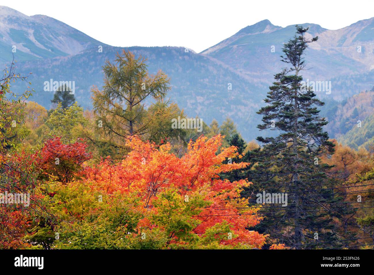 Herbstfarben in Japan, Herbstlaub auf Bäumen in den Alpen des Nagano-Gebiets, Honshu Stockfoto