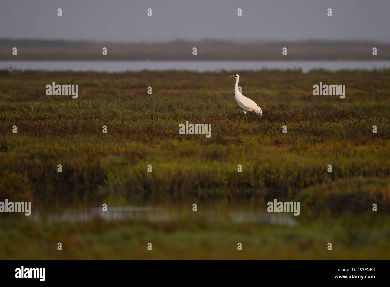 Winterender Keuchkran im Aransas National Wildlife Refuge, Texas. Der Keuchkran ist eine vom Aussterben bedrohte Spezies. Stockfoto