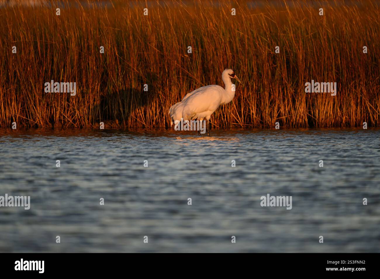 Winterender Keuchkran im Aransas National Wildlife Refuge, Texas. Der Keuchkran ist eine vom Aussterben bedrohte Spezies. Stockfoto