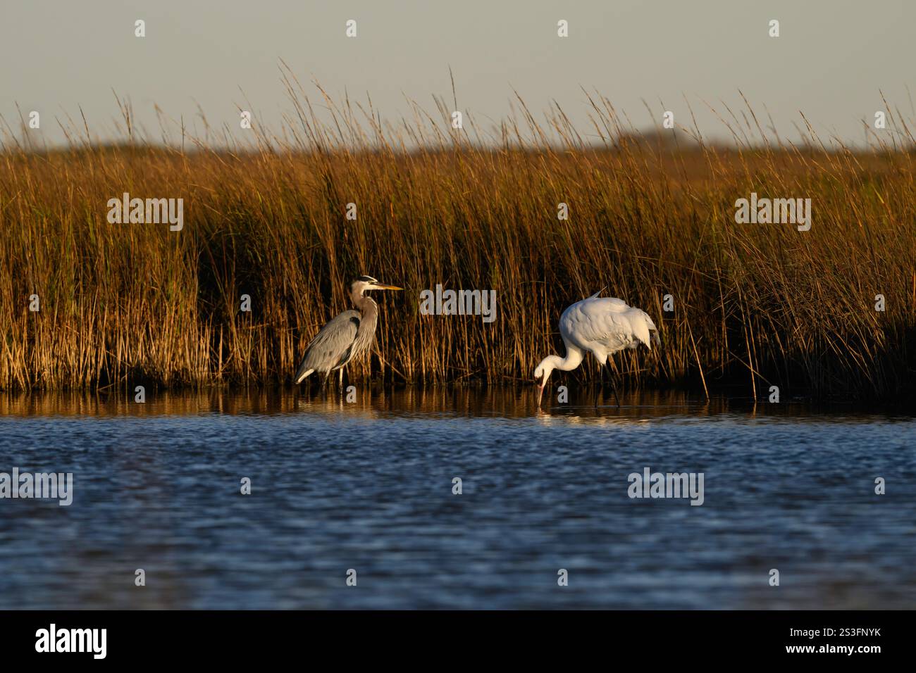 Im Aransas National Wildlife Refuge, Texas, gibt es einen Winterkran und einen großen Blaureiher. Der Keuchkran ist eine vom Aussterben bedrohte Spezies. Stockfoto