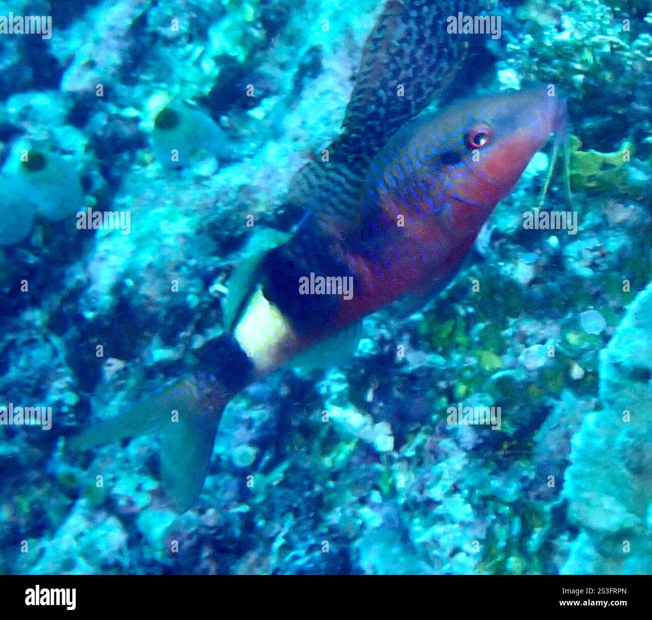 Manybar-Ziegenfisch (Parupeneus multifasciatus) Stockfoto