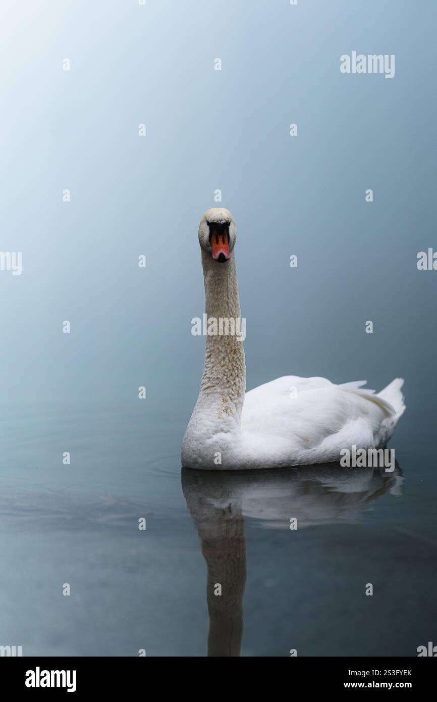 Schwan schwimmt in einem Nebelsee Stockfoto