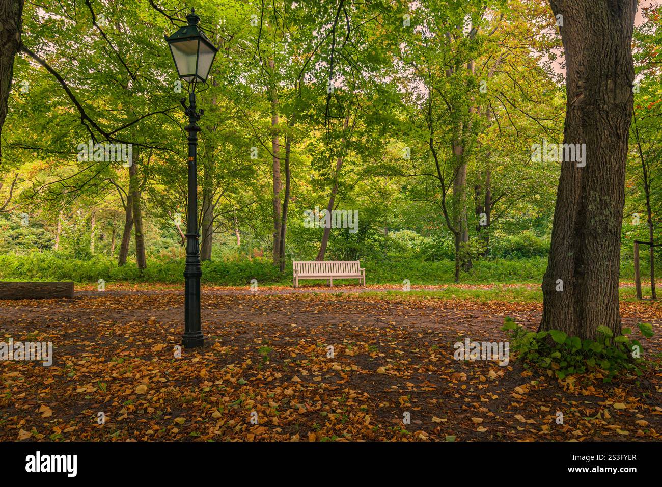 Leere Bank im Park in Herbstfarben Stockfoto