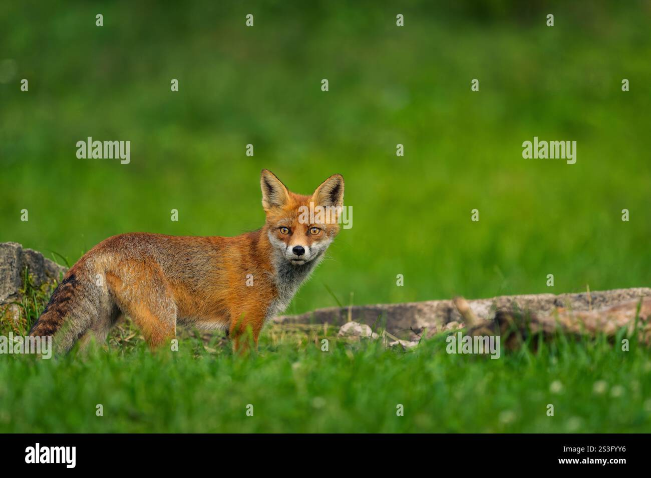 Fuchs (Vulpes vulpes), spät am Tag auf der Suche nach Essen in der wunderschönen Landschaft Rumäniens Stockfoto